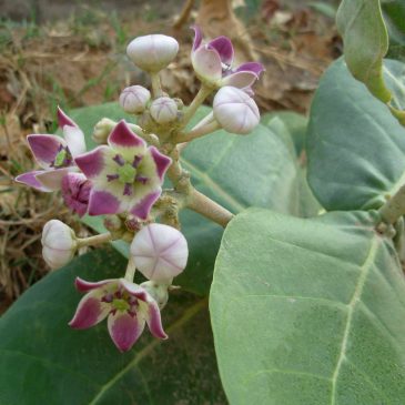 Friendly plant: Calotropis gigantea/procera- caution: has poisonous parts – safest use: for joint pains and swellings
